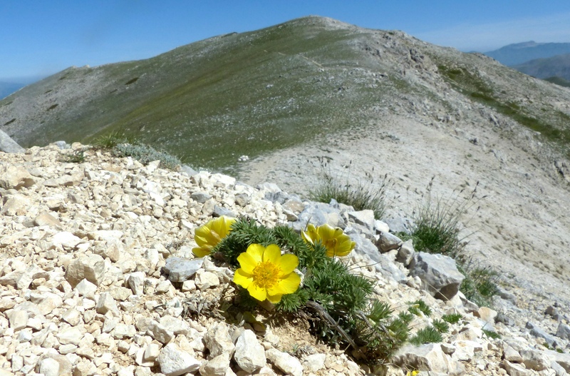 Monte Velino e Monti della Duchessa, le orchidee e la Natura  2024.